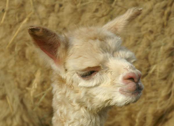 cria-alpaca-148.jpg