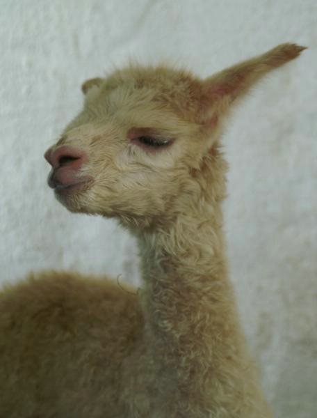 cria-alpaka-148-1.jpg