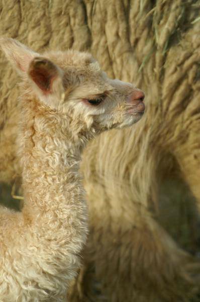 cria-alpaka-148-1day.jpg