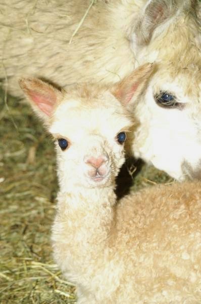 cria-alpaki-mum.jpg