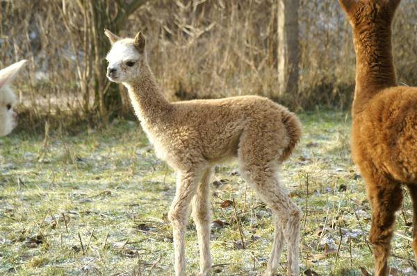 cria-grey-alpaka.jpg