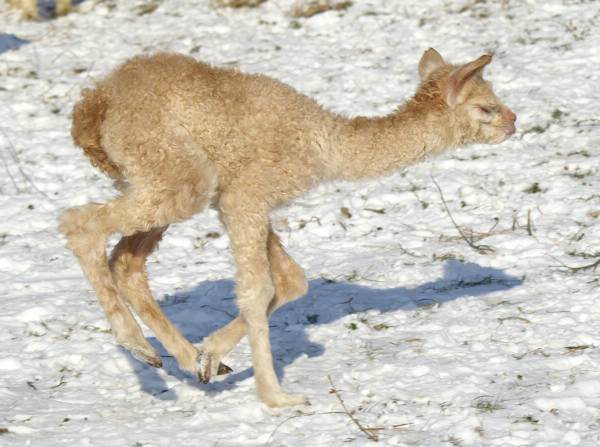 cria148 alpaca.jpg