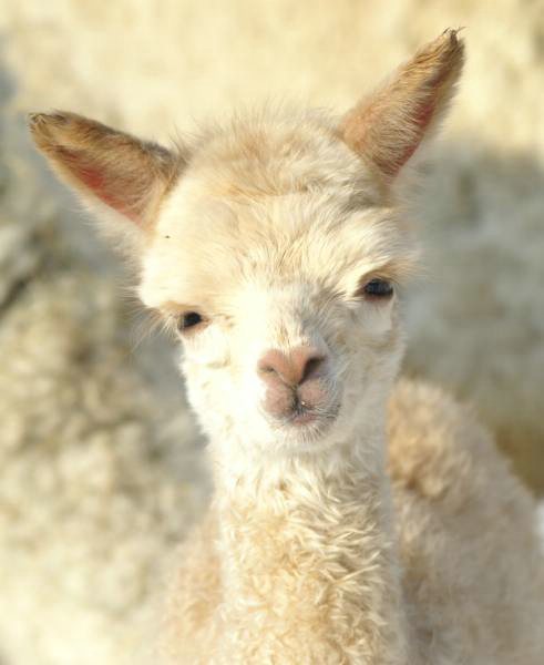 cria148 alpaka 44.jpg