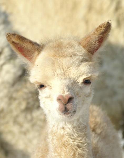 cria148 alpaka 45.jpg