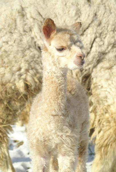 cria148 alpaka 46.jpg