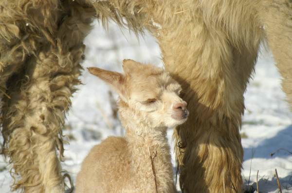 crias 148 alpacas.jpg