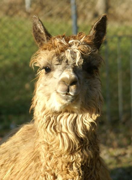 fee alpaca port.jpg