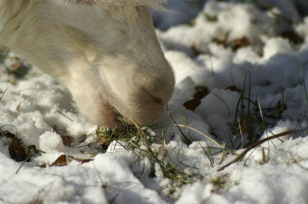 gras im winter  -.jpg