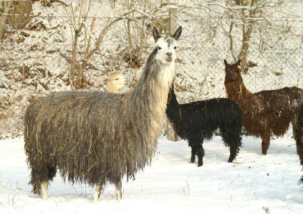 grey-suri-female-alpaca.jpg