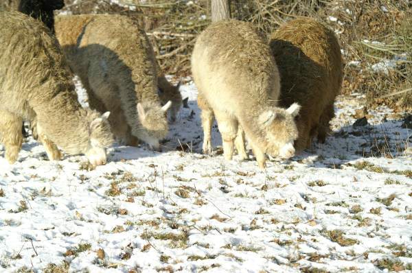 gruppe im schnee alpacas.jpg