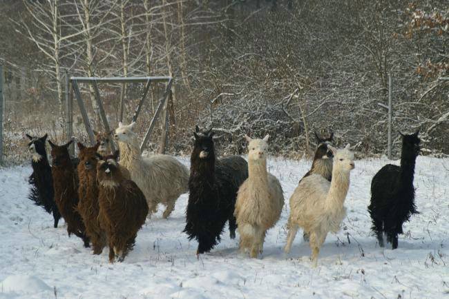 herd-of suri-alpacas.jpg