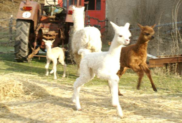 running-alpaca-crias.jpg