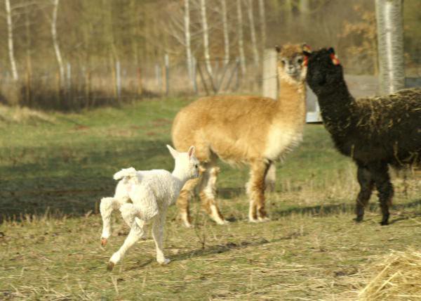 running-alpaka-cria.jpg