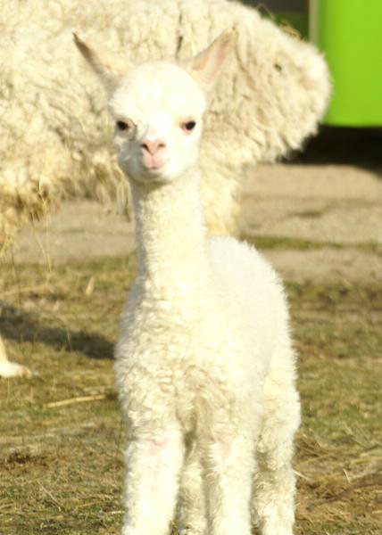 snow-cria-alpaca-port.jpg