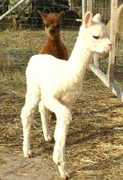 snow-cria-alpaka-11.jpg