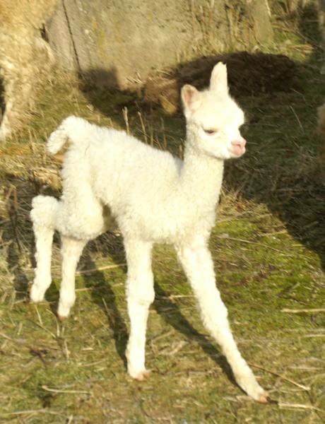 snow-cria-alpaka-run-2.jpg