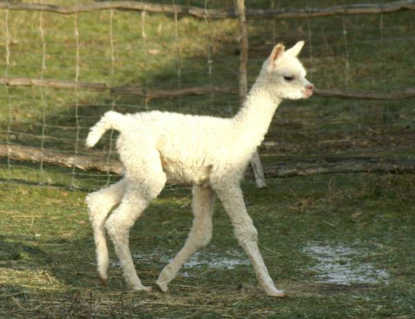 snow-cria-alpaka-run.jpg