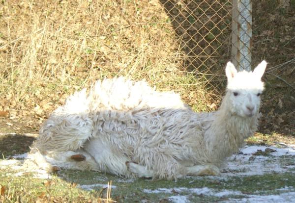 suri alpacas  white lay.jpg