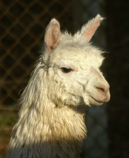 suri alpacas port.jpg