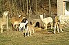 alpaka-gruppe-alpacas.jpg