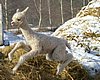 cria alpaca jump.jpg