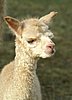 cria alpaka-148-1day.jpg