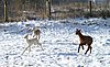 cria alpakas run 45.jpg