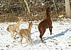 cria alpakas run 46.jpg