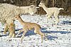 cria alpakas run 47.jpg