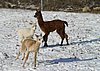 cria alpakas run223.jpg