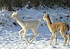 cria alpakas run31.jpg