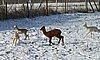 cria alpakas run32.jpg