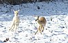 cria alpakas run39.jpg