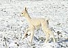 cria white alpacka 3.jpg