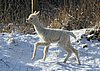 cria white alpacka.jpg