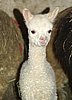 cria-alpaca-.jpg