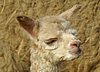 cria-alpaca-148.jpg