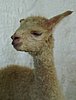 cria-alpaka-148-1.jpg