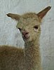 cria-alpaka-148.jpg