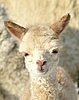 cria148 alpaka 45.jpg