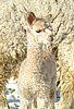 cria148 alpaka 46.jpg