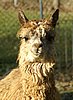 fee alpaca port.jpg