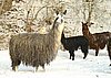 grey-suri-female-alpaca.jpg