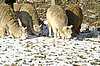 gruppe im schnee alpacas.jpg