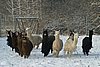 herd-of suri-alpacas.jpg