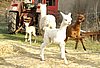 running-alpaca-crias.jpg