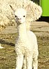 snow-cria-alpaca-port.jpg