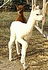 snow-cria-alpaka-11.jpg