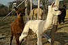 snow-cria-alpaka.jpg