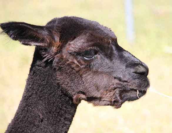 black alpaca male head